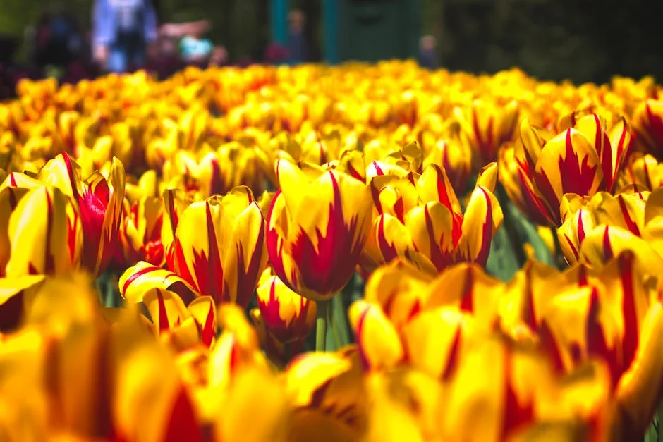 Lisse neighborhood in Holland Tulip Festival