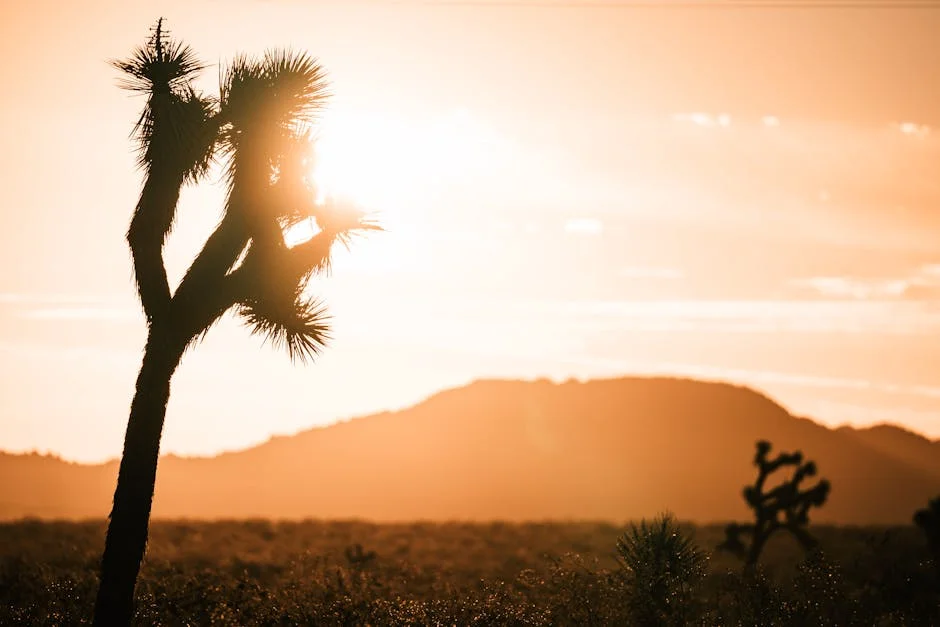 Twentynine Palms neighborhood in Joshua Tree