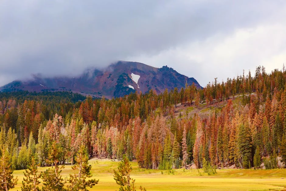 Old Station neighborhood in Lassen Volcanic National Park