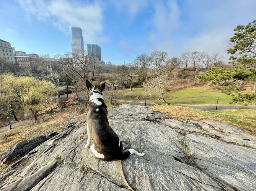 Chelsea neighborhood in Manhattan With Your Pet