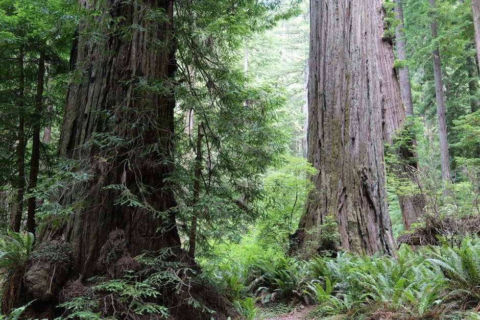 Trinidad neighborhood in Redwood National Park
