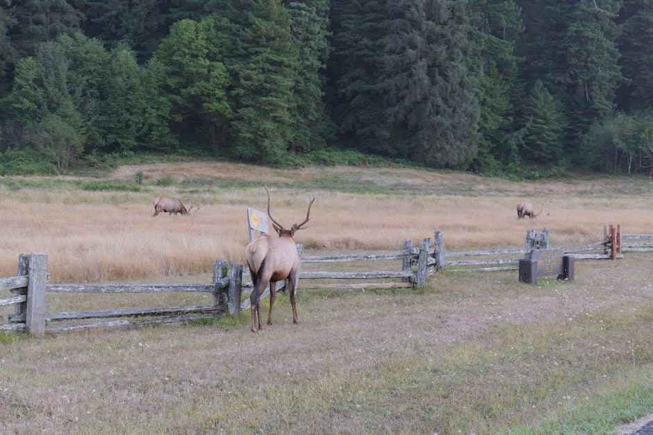 Orick neighborhood in Redwoods National Park